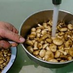 заготавливаем и консервируем грибы